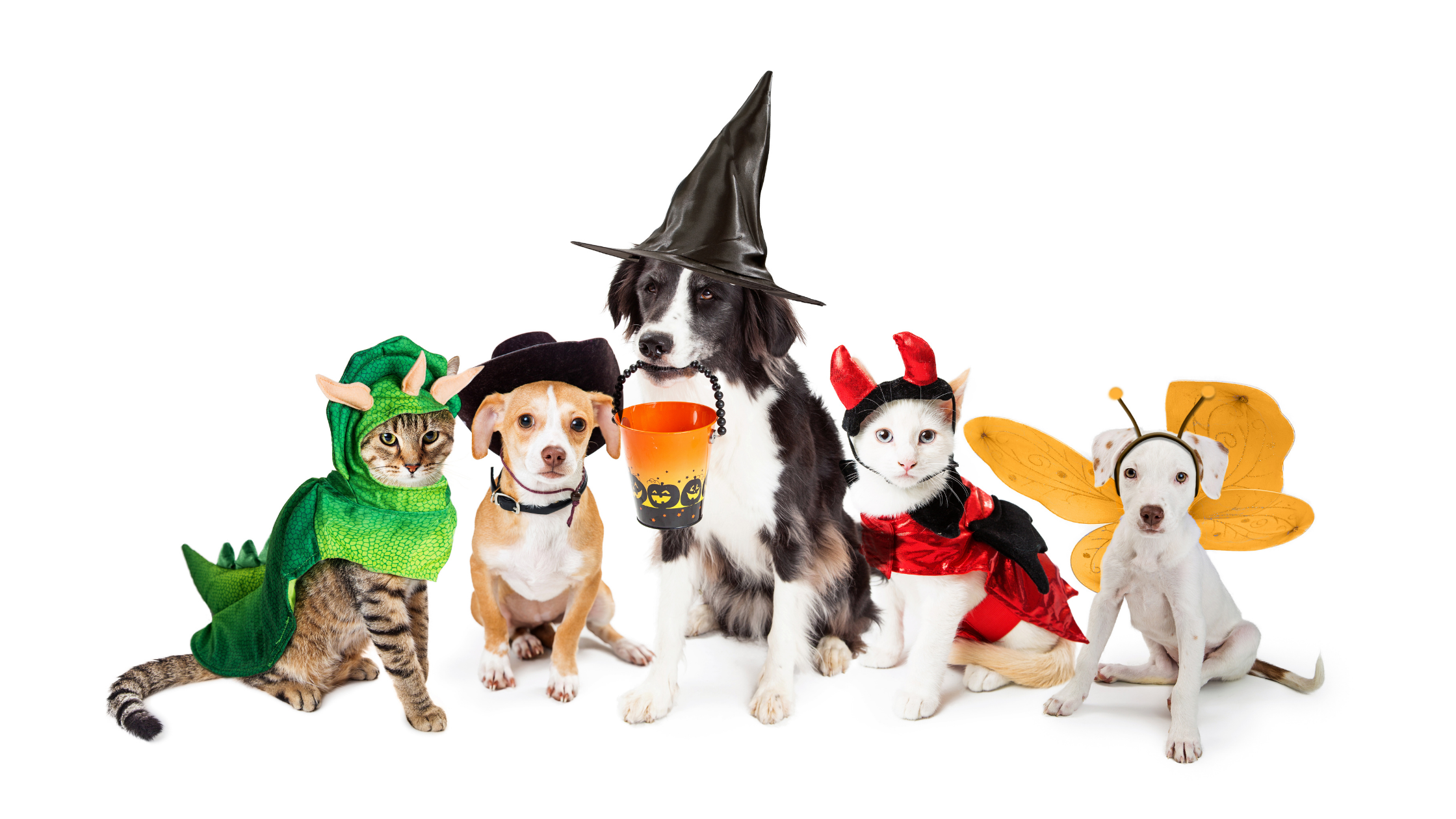 Halloween Pet Costume Safety Guide