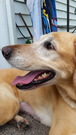 What’s Wrong with Buddy? Part I