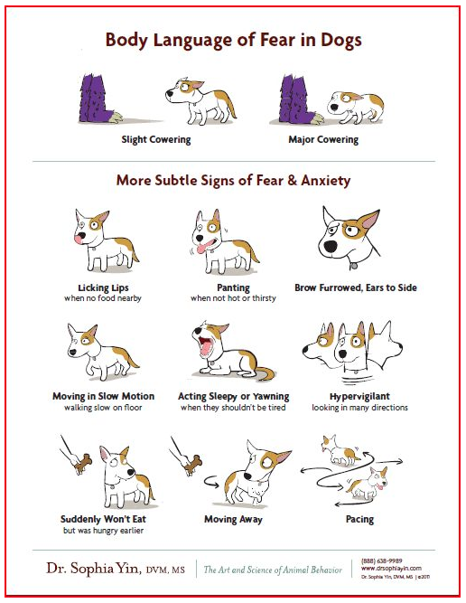 Dog Bite Prevention Part I