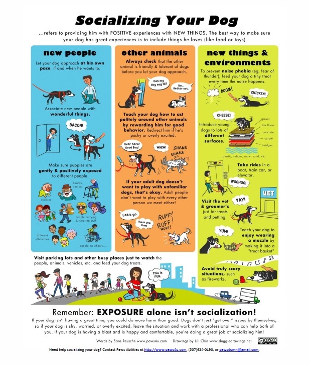 Socializing Your Dog