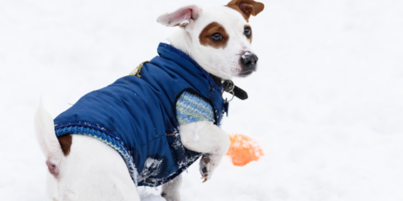 winter dogs, winter activities for dogs, Minnesota winter activities for dogs
