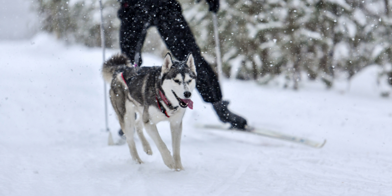 winter dogs, winter activities for dogs, Minnesota winter activities for dogs
