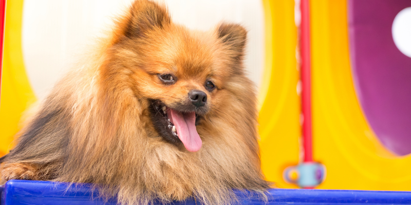 winter dogs, winter activities for dogs, Minnesota winter activities for dogs