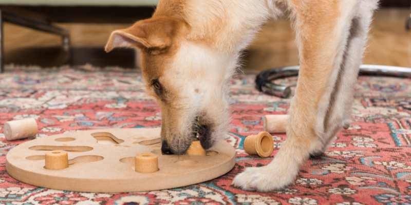 winter dogs, winter activities for dogs, Minnesota winter activities for dogs