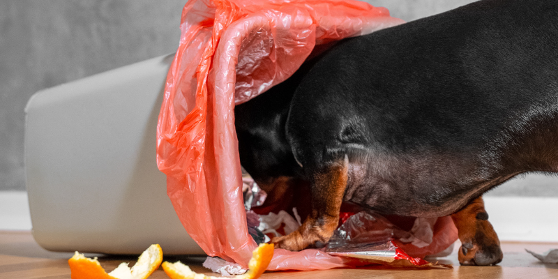 dog, trash, tipped over trash can, food, garbage, Thanksgiving, Thanksgiving pet dangers, Thanksgiving pet hazards, Thanksgiving pet tips, pet owners, pet emergency, pets, veterinary, emergency vet, Twin Cities emergency vet, Minnesota, Animal Emergency & Referral Center of Minnesota, Twin Cities vet