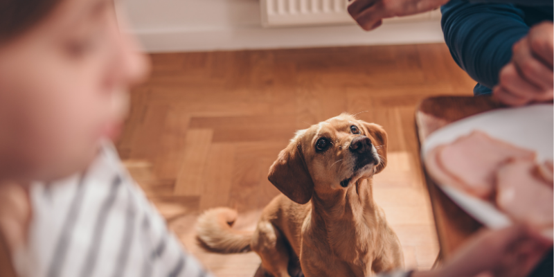 dog, begging, table, Thanksgiving, Thanksgiving pet dangers, Thanksgiving pet hazards, Thanksgiving pet tips, pet owners, pet emergency, pets, veterinary, emergency vet, Twin Cities emergency vet, Minnesota, Animal Emergency & Referral Center of Minnesota, Twin Cities vet