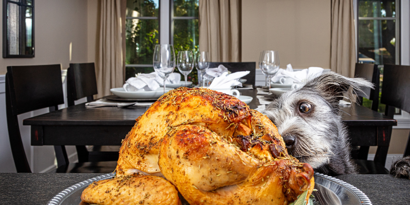 dog, turkey, Thanksgiving, Thanksgiving pet dangers, Thanksgiving pet hazards, Thanksgiving pet tips, pet owners, pet emergency, pets, veterinary, emergency vet, Twin Cities emergency vet, Minnesota, Animal Emergency & Referral Center of Minnesota, Twin Cities vet