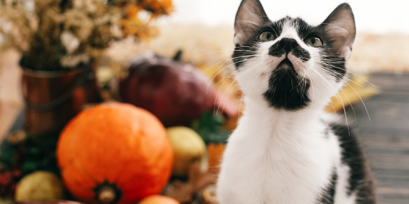 cat, pumpkins, fall decor, Thanksgiving decor, Thanksgiving, Thanksgiving pet dangers, Thanksgiving pet hazards, Thanksgiving pet tips, pet owners, pet emergency, pets, veterinary, emergency vet, Twin Cities emergency vet, Minnesota, Animal Emergency & Referral Center of Minnesota, Twin Cities vet