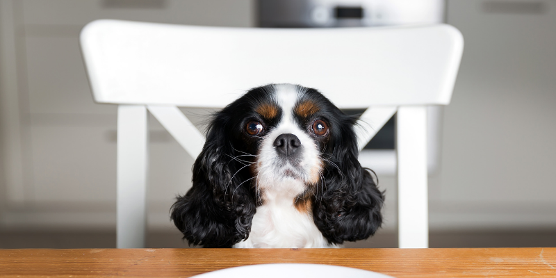 dog, sitting, table, chair, Thanksgiving, Thanksgiving pet dangers, Thanksgiving pet hazards, Thanksgiving pet tips, pet owners, pet emergency, pets, veterinary, emergency vet, Twin Cities emergency vet, Minnesota, Animal Emergency & Referral Center of Minnesota, Twin Cities vet