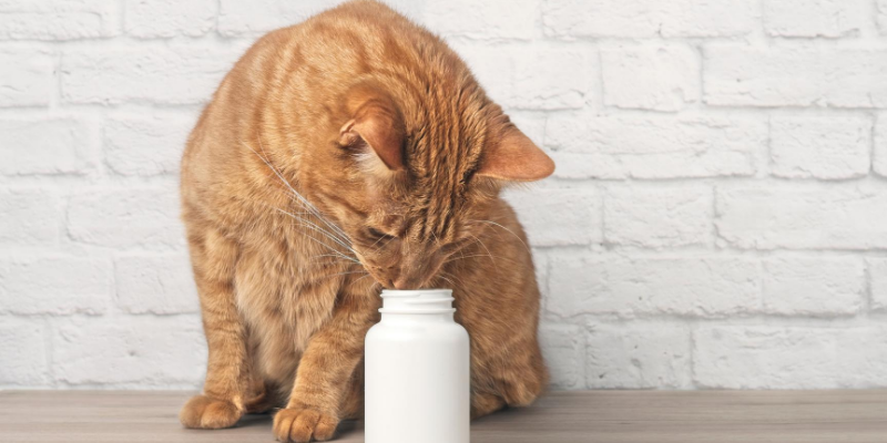 cat, pills, pill bottle, cold medicine, pet poisons, pet toxins, flu season, cold season, human medications, toxic to pets, pills, Advil, Alieve, Dayquil, Nyquil, Claritin-D, Tylenol, ibuprofen