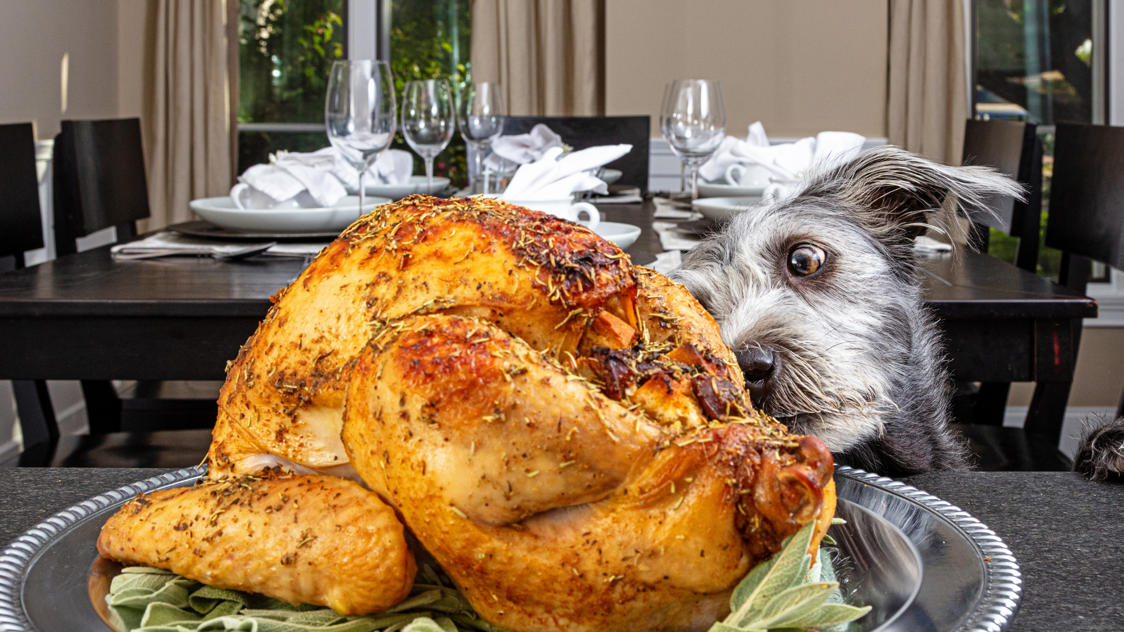 5 Thanksgiving Pet Dangers