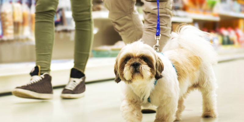 winter dogs, winter activities for dogs, Minnesota winter activities for dogs