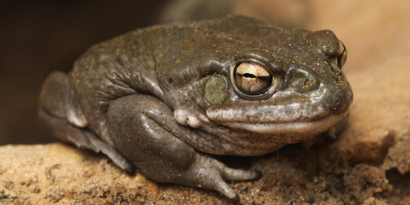 toad, lesser-known pet toxins, pet toxins, pet health, pet emergency, Animal Emergency & Referral Center of Minnesota, Minnesota animal emergency hospital, Twin Cities animal emergency hospital