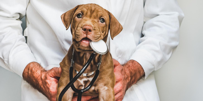 dog, vet, puppy, stethoscope, lesser-known pet toxins, pet toxins, pet health, pet emergency, Animal Emergency & Referral Center of Minnesota, Minnesota animal emergency hospital, Twin Cities animal emergency hospital