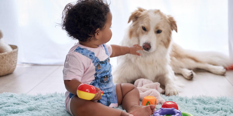 dog, baby, playing, toys, introducing newborn to pets, introducing pets to new baby, new parents, pet parents, Animal Emergency & Referral Center of Minnesota, pets and newborn, pet tips