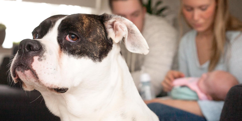 dog, upset, anxious, ignored, new parents, baby, introducing newborn to pets, introducing pets to new baby, new parents, pet parents, Animal Emergency & Referral Center of Minnesota, pets and newborn, pet tips