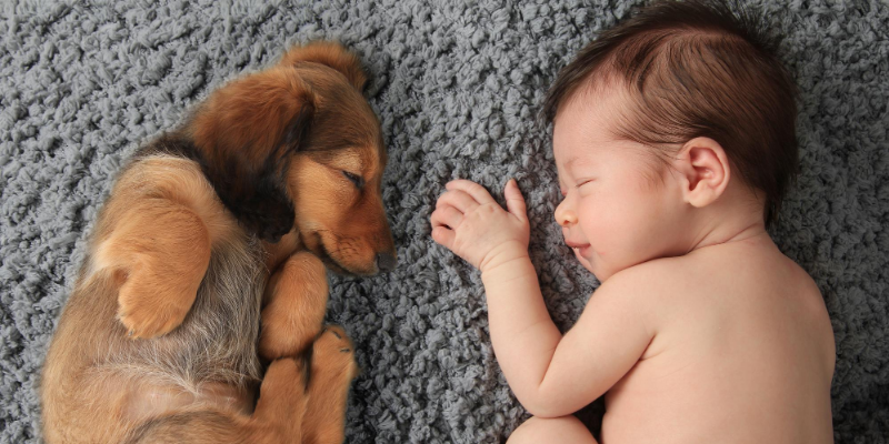 dog, newborn, baby portraits, blanket, introducing newborn to pets, introducing pets to new baby, new parents, pet parents, Animal Emergency & Referral Center of Minnesota, pets and newborn, pet tips
