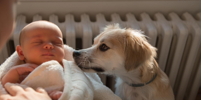 newborn baby, dog, sniffing, introducing newborn to pets, introducing pets to new baby, new parents, pet parents, Animal Emergency & Referral Center of Minnesota, pets and newborn, pet tips