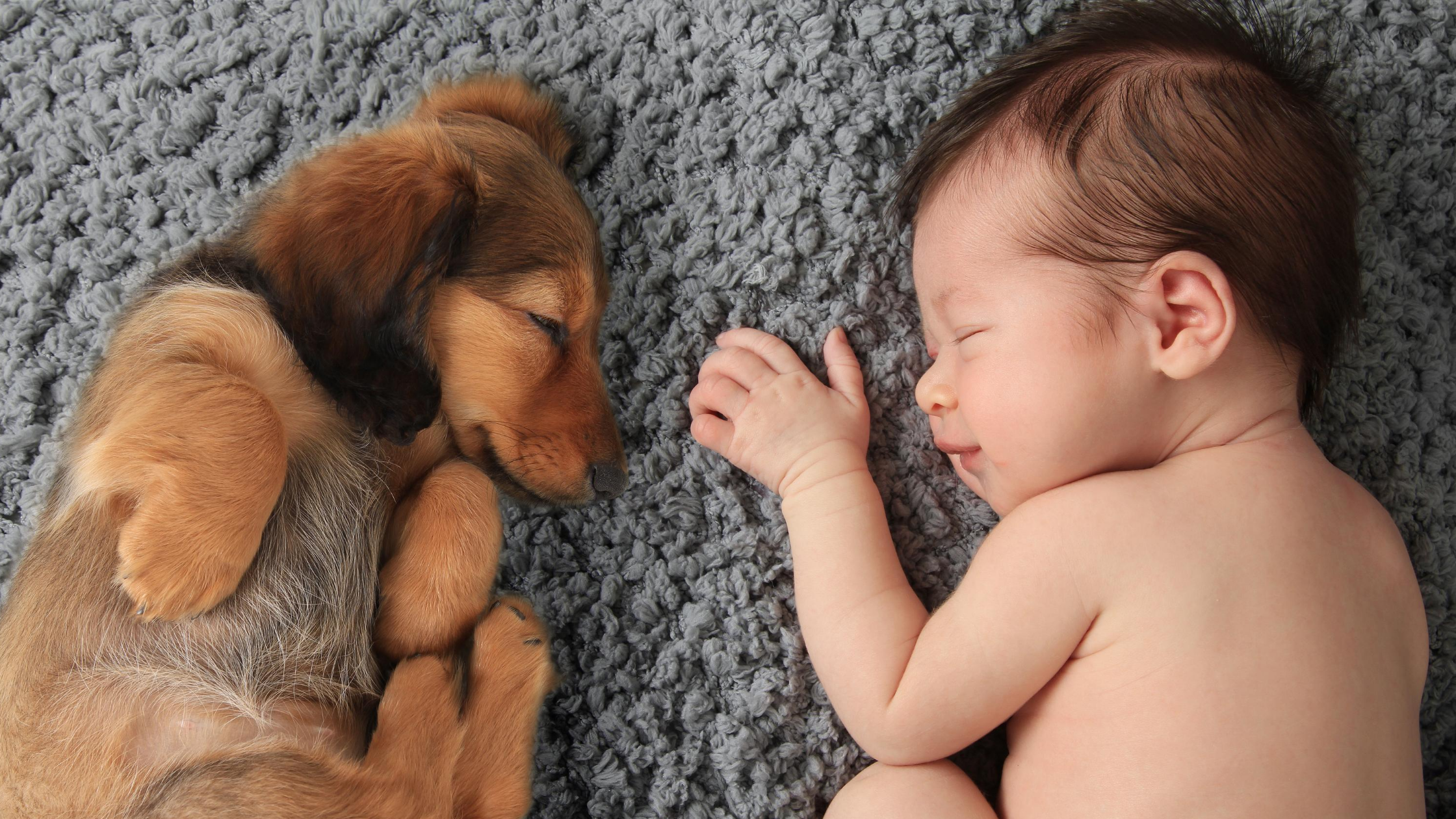 How to Introduce Your Pet to Your New Baby