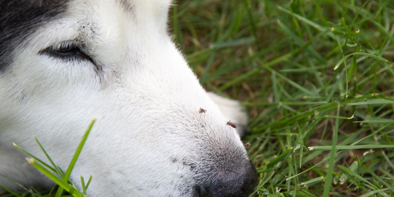 dog, mosquito, heartworm, veterinary medicine, pet health, Animal Emergency & Referral Center of Minnesota