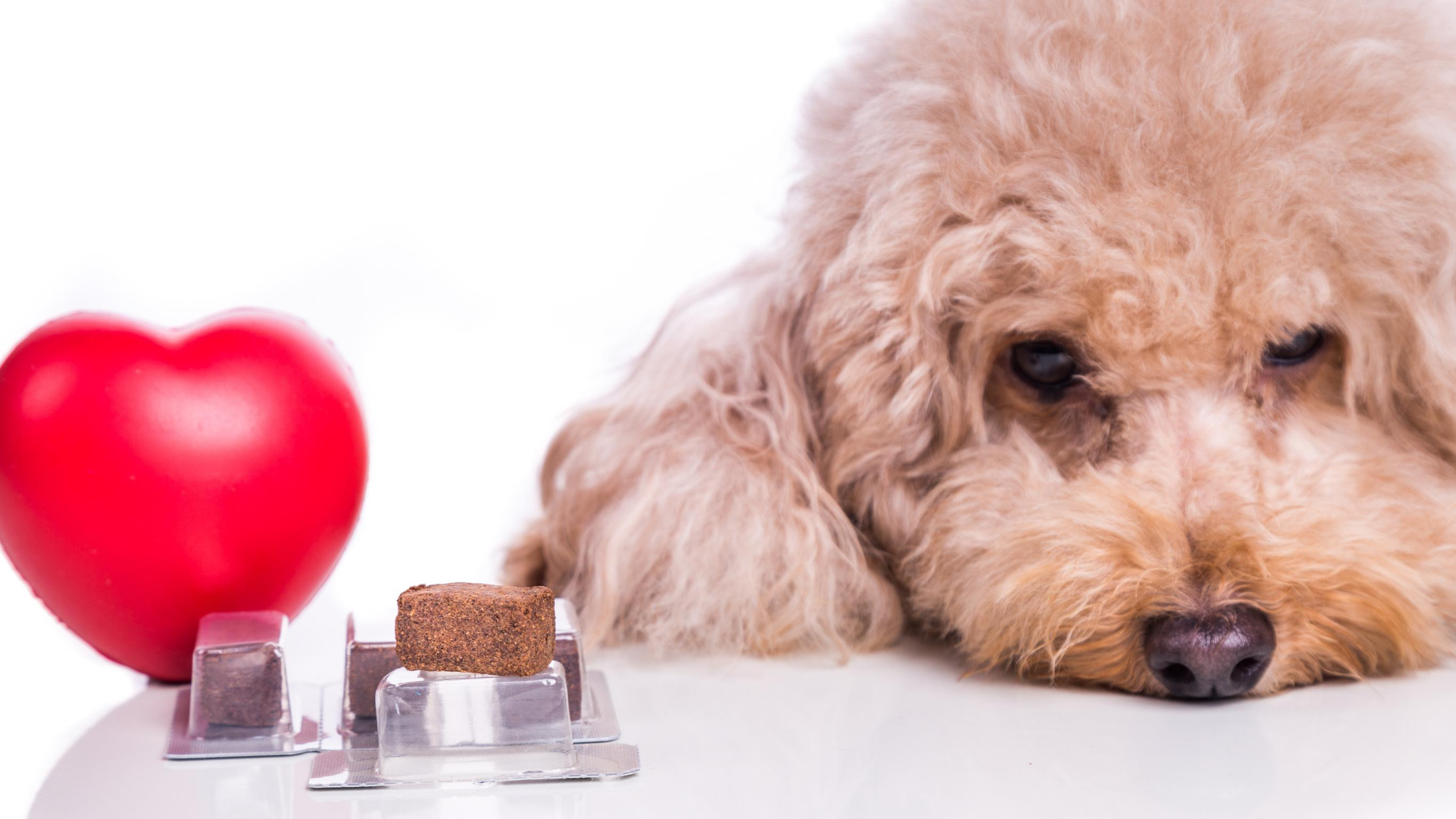 dog, heartworm preventative, heartworm, heartworm in pets, pet health, Animal Emergency & Referral Center of Minnesota