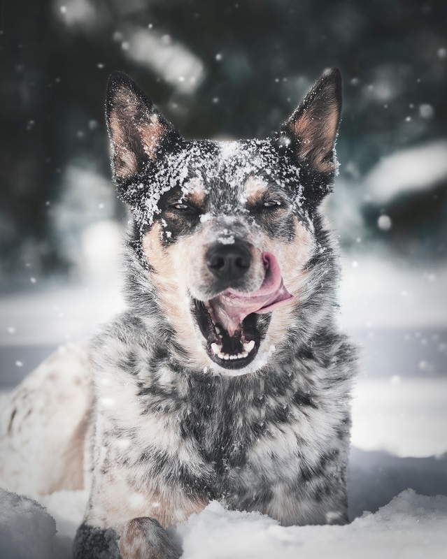 5 Winter Activities to Enjoy with Your Dogs