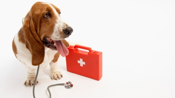 First Aid Kits for Pets