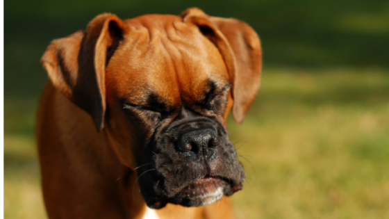 Types of Allergies in Pets