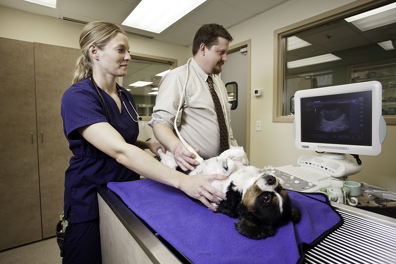 How Does the ER Work with my Vet to Help My Pet?
