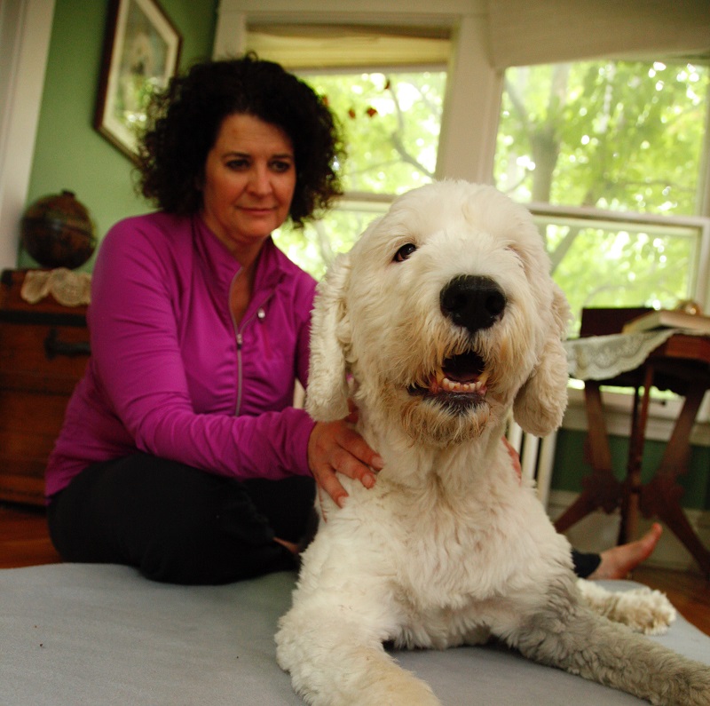 Rubbed the Right Way: Benefits of Pet Massage