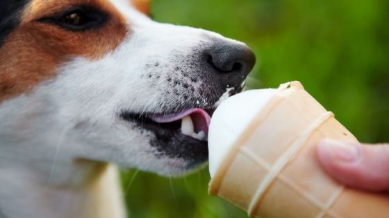 5 Summer Treats for Your Dog