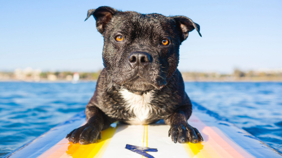 Paddle Boarding with Dogs