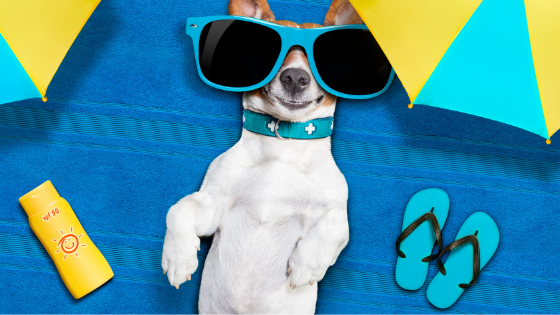 Sun Protection Do’s and Don’ts for Pets