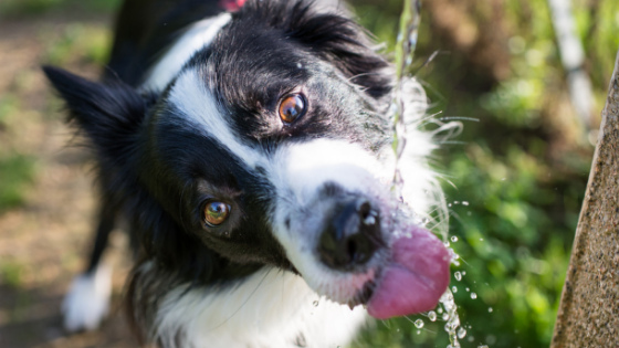 Prevent Your Pets from Overheating