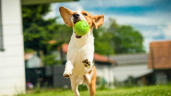 Minnesota emergency veterinary clinic