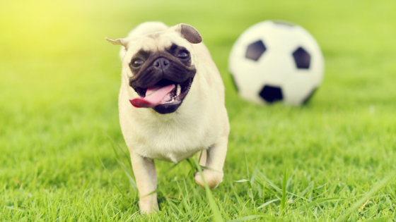 twin cities emergency vet