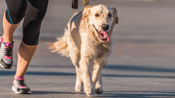 Asphalt Safety For Dog Paws