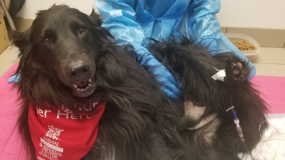 Chemotherapy and Quality of Life in Dogs and Cats