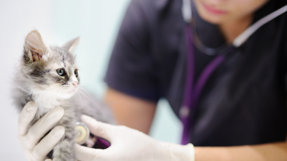 Tips for a Cat’s Fear-Free Vet Visit