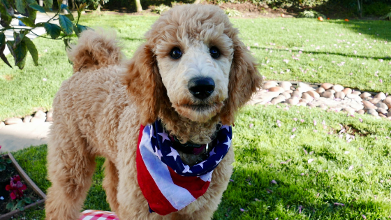 The 4 Most Common Labor Day Dangers for Pets