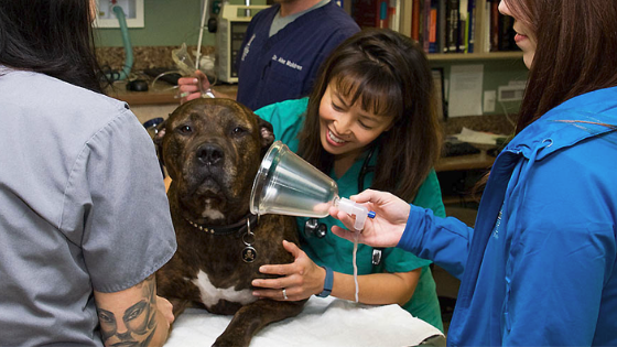 When to Bring Your Pet to the ER Vet