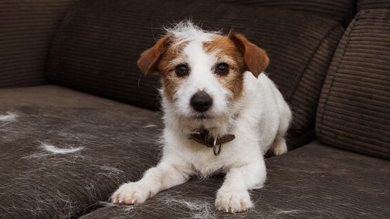 Why Does My Dog Shed in Autumn?