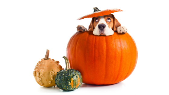 Can My Pet Eat Pumpkin?