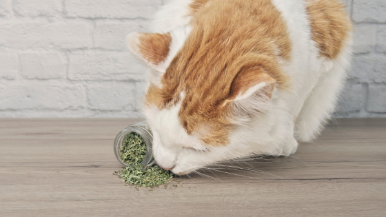 What is Catnip & What Does It Do to My Cat?