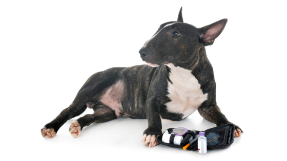 Does My Pet Have Diabetes?