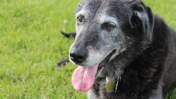 How to Help Your Senior Pet Age Gracefully