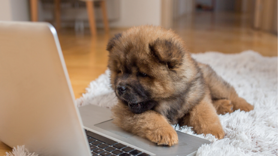 Top 10 AERC Blog Articles of 2019