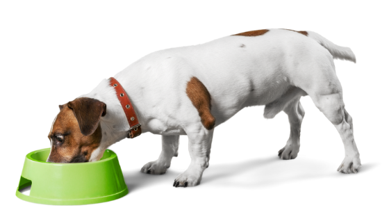 What You Need to Know about Grain Free Dog Food and Heart Disease