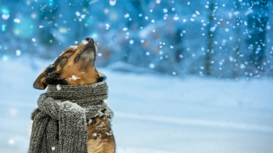 Minnesota Cold Weather Pet Safety
