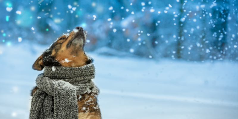 Minnesota cold weather pet safety, Minnesota cold weather, pet safety, cold weather pet safety, cold weather pet hazards, cold weather pet dangers, Minnesota pet safety, emergency vet, ER vet, Twin Cities ER vet
